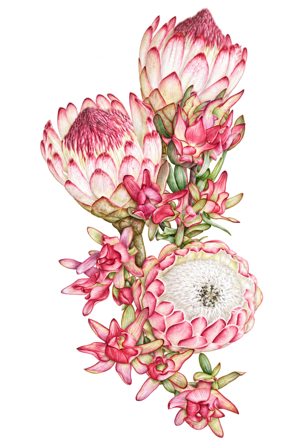 Delicate pink protea botanical illustration